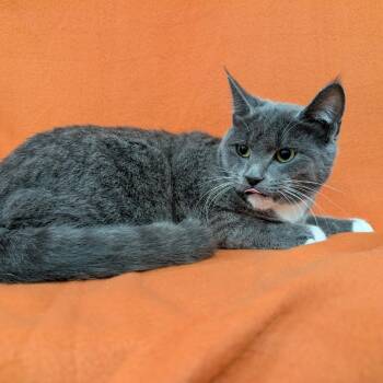 Rescue Domestic Short Hair Cats for Adoption in Coos Bay, Oregon - Theodora | PetCurious