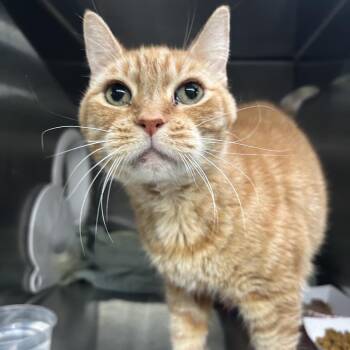 Tauriel -  Domestic Short Hair Cat for Adoption in Long Beach, California - Tauriel | PetCurious