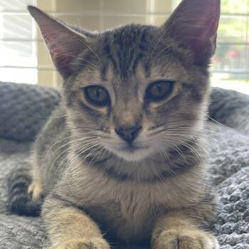 Seven -  Domestic Short Hair Cat for Adoption in Statesboro, Georgia - Seven | PetCurious