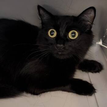 Maya -  Domestic Short Hair Cat for Adoption in Fairport, New York - Maya | PetCurious