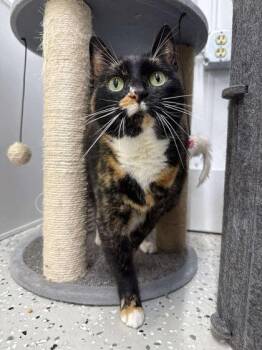 Rescue Domestic Short Hair Cats for Adoption in Wautoma, Wisconsin - Quark | PetCurious