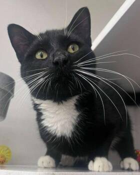 Domestic Short Hair Cats Available for Adoption in Hazlet, New Jersey - Whiskers | PetCurious