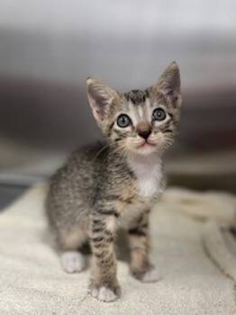 Taco -  Domestic Short Hair Cat for Adoption in Lafayette, Louisiana - Taco | PetCurious