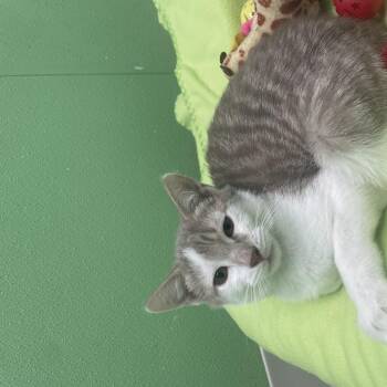 Aster -  Domestic Short Hair Cat for Adoption in Greenbelt, Maryland - Aster | PetCurious