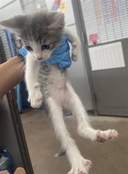 POGO -  Domestic Short Hair Cat for Adoption in Dallas, Texas - POGO | PetCurious