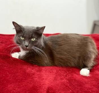 Domestic Long Hair Cats Available for Adoption in Hopkinton, Massachusetts - Lady Grey | PetCurious