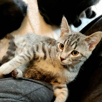 Rescue Domestic Short Hair Cats for Adoption in Saint Paul, Minnesota - Ruckus | PetCurious