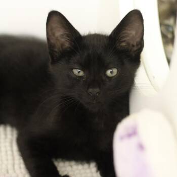 Porkchop -  Domestic Short Hair Cat for Adoption in Cumming, Georgia - Porkchop | PetCurious