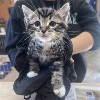 Whiskers -  Domestic Medium Hair Cat for Adoption in San Pablo, California - Whiskers | PetCurious