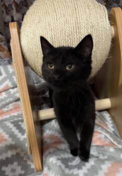 Nouveau -  Domestic Medium Hair Cat Available for Adoption in Jackson, Georgia - Nouveau | PetCurious