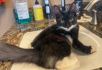 Lex -  Domestic Medium Hair and Tuxedo Cat for Adoption in Pompano Beach, Florida - Lex | PetCurious