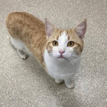 Domestic Short Hair Cats Available for Adoption - Cheese Ballz | PetCurious