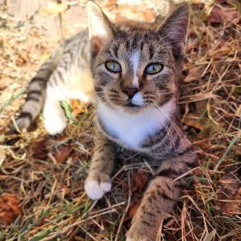 Rescue Domestic Short Hair Cats for Adoption in Woodstock, Virginia - Bo Bowers | PetCurious