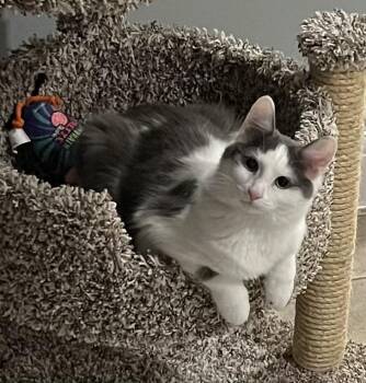 Marina -  Norwegian Forest Cat and Domestic Long Hair Cat for Adoption in Allentown, New Jersey - Marina | PetCurious