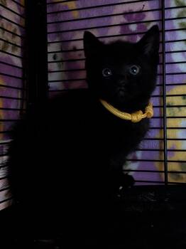 Domestic Short Hair Cats Available for Adoption - Waffles | PetCurious