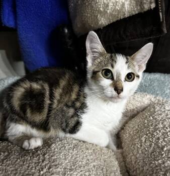 Street Sense -  Tabby and Domestic Short Hair Cat for Adoption in Georgetown, Kentucky - Street Sense | PetCurious