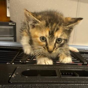 Gloria -  Domestic Medium Hair Cat for Adoption in Newark, New Jersey - Gloria | PetCurious