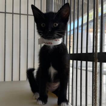 Domestic Short Hair Cats Available for Adoption in Goleta, California - Summer | PetCurious
