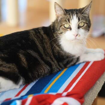 Domestic Short Hair Cats Available for Adoption in Desert Hot Springs, California - Gypsy | PetCurious