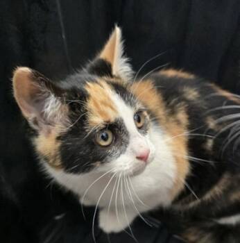 Rescue Domestic Short Hair Cats for Adoption in Simcoe, Ontario - Yvee | PetCurious