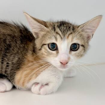 Ruby (bonded w/ Max) -  Domestic Short Hair Cat for Adoption in Oakland, California - Ruby (bonded W/ Max) | PetCurious