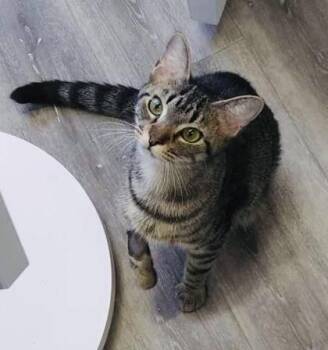 Domestic Short Hair Cats Available for Adoption in Savannah, Georgia - October | PetCurious