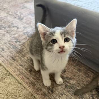 Mrs Peacock -  Domestic Short Hair Cat for Adoption in Chattanooga, Tennessee - Mrs Peacock | PetCurious