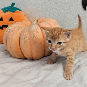 Rescue Domestic Short Hair Cats for Adoption in San Jose, California - Pumpkin | PetCurious