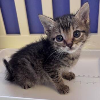 Domestic Short Hair Cats Available for Adoption in Corpus Christi, Texas - Trapeze | PetCurious