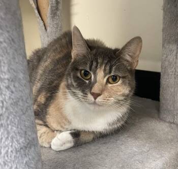 Evie -  American Wirehair Cat for Adoption in Sautee Nacoochee, Georgia - Evie | PetCurious