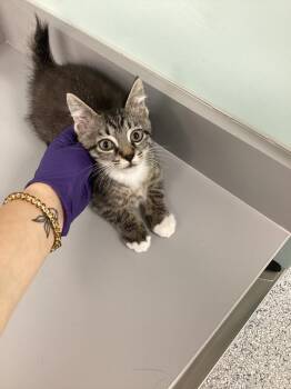 Domestic Short Hair Cats Available for Adoption in Athens, Tennessee - Ryder | PetCurious