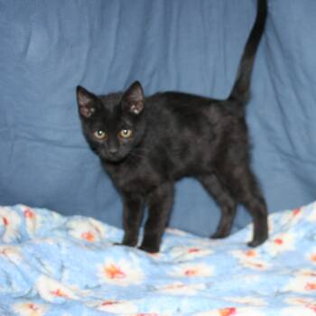 Rescue Domestic Short Hair Cats for Adoption in Howell, Michigan - Dixie | PetCurious