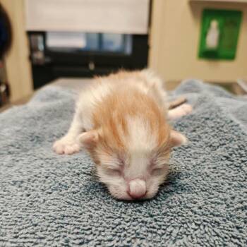 Bunny -  Domestic Short Hair Cat for Adoption in Pasadena, California - Bunny | PetCurious