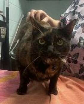 Chloe -  Domestic Short Hair Cat for Adoption in Denton, Texas - Chloe | PetCurious