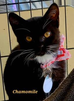 Domestic Short Hair Cats Available for Adoption in Rome, Georgia - Chamomile | PetCurious