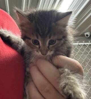 Hallie -  Domestic Long Hair Cat for Adoption in Campbellsville, Kentucky - Hallie | PetCurious