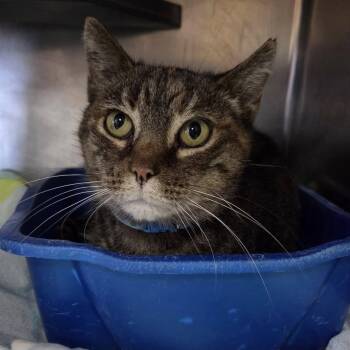 Rescue Tabby Cats for Adoption in Martinsburg, West Virginia - Caramel | PetCurious