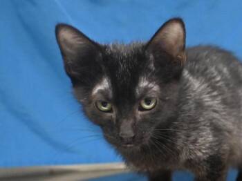 Colby -  Domestic Short Hair Cat for Adoption in Portland, Oregon - Colby | PetCurious