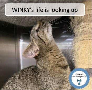 Tabby Cats Available for Adoption in Cincinnati, Ohio - Winky | PetCurious