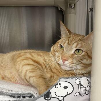 Tiny -  American Shorthair Cat for Adoption in North Kingstown, Rhode Island - Tiny | PetCurious