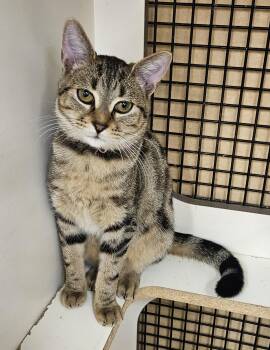 Rescue Tabby Cats for Adoption in Nashville, Tennessee - Rosita (Rosie) | PetCurious