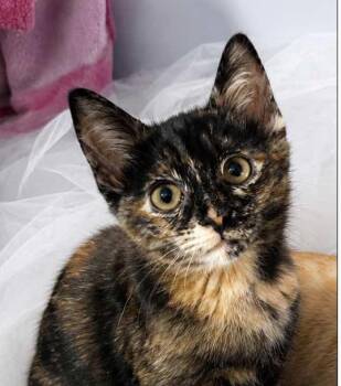 Poppy and Branch -  Domestic Short Hair Cat for Adoption - Poppy And Branch | PetCurious