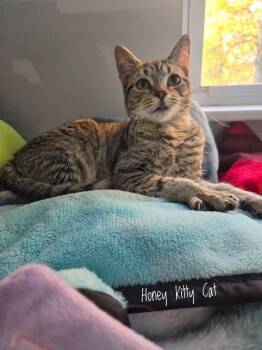 Rescue Tabby Cats for Adoption in Aurora, Indiana - Honey Kitty Cat | PetCurious