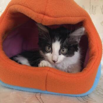 Lapis -  Domestic Medium Hair Cat for Adoption in Riverwoods, Illinois - Lapis | PetCurious