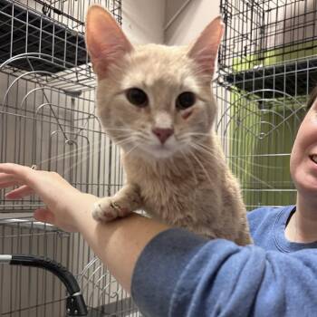 Domestic Short Hair Cats Available for Adoption in Branson, Missouri - Yuk | PetCurious
