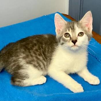 Zig Zag -  Domestic Short Hair Cat for Adoption in Gastonia, North Carolina - Zig Zag | PetCurious