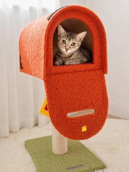 Tana -  Domestic Short Hair Cat for Adoption in Sebastian, Florida - Tana | PetCurious