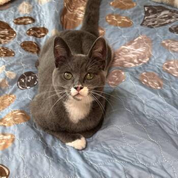 Crocodile -  Domestic Short Hair Cat for Adoption in Westminster, California - Crocodile | PetCurious