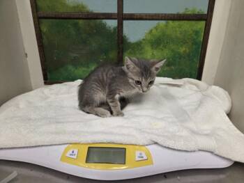 PURLION -  Domestic Short Hair Cat for Adoption in Houston, Texas - PURLION | PetCurious