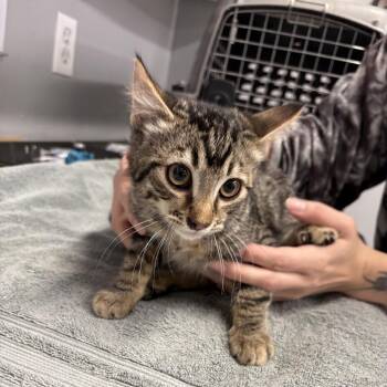 Luke -  Domestic Short Hair Cat for Adoption in Spokane, Washington - Luke | PetCurious